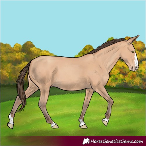 Horse Color:Amber Champagne Splash 