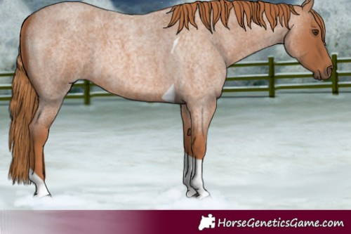 Horse Color:Red Roan Tobiano 