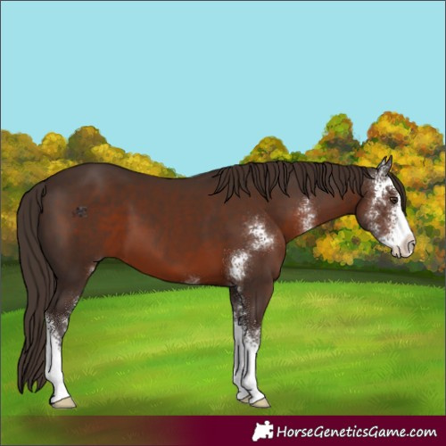 Horse Color:Liver Chestnut Sabino