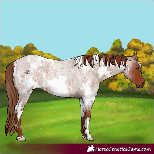 Horse Color:White Spotted Red Roan 