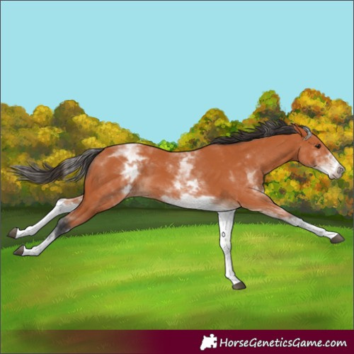 Horse Color:White Spotted Bay 