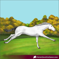 Horse Color:White Spotted Grullo 
