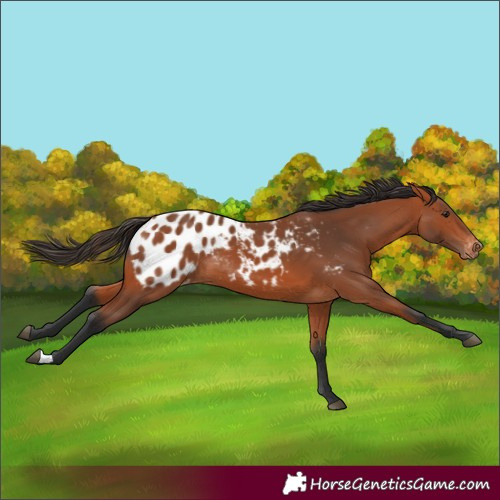 Horse Color:Bay Appaloosa 