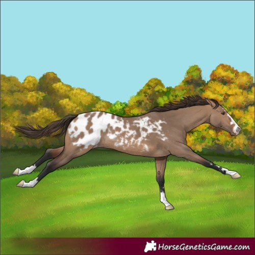 Horse Color:Brown Dun Appaloosa 
