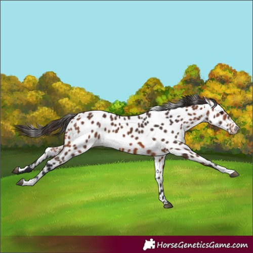 Horse Color:Bay Appaloosa