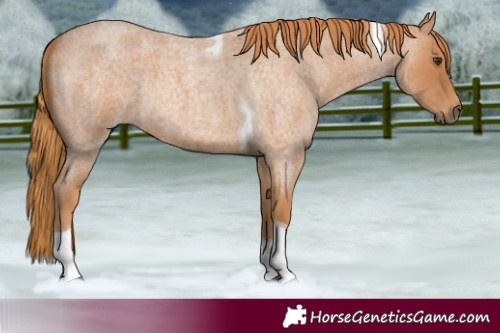Horse Color:Red Roan Tobiano