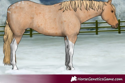 Horse Color:Red Roan Tobiano 