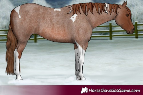 Horse Color:Red Roan Tobiano 