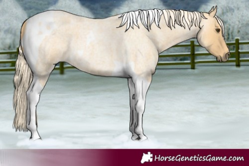 Horse Color:Palomino Roan Tobiano