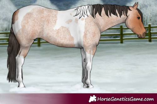 Horse Color:Bay Roan Tobiano