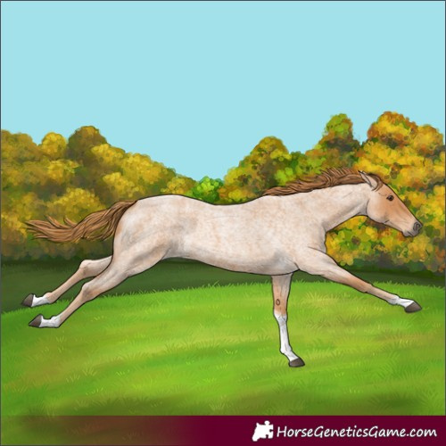 Horse Color:Red Roan Tobiano