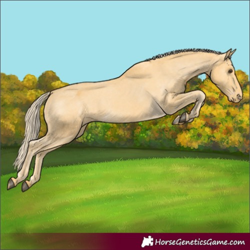 Horse Color:Palomino Appaloosa