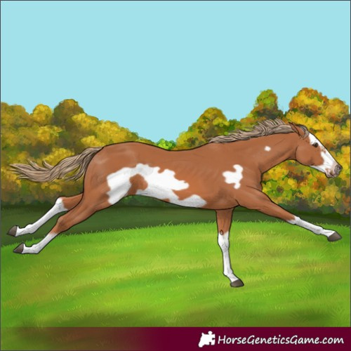 Horse Color:Chestnut Splash Frame