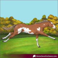 Horse Color:Chestnut Splash Frame