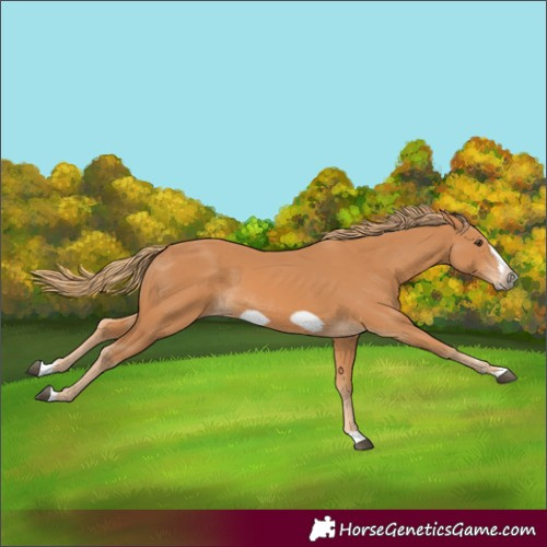 Horse Color:Chestnut Splash Frame 