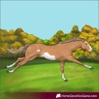 Horse Color:Chestnut Splash Frame 