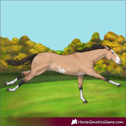 Horse Color:Bay Dun Splash Frame 
