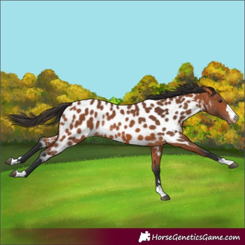 Horse Color:Bay Appaloosa