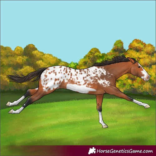 Horse Color:Bay Splash Frame Appaloosa 