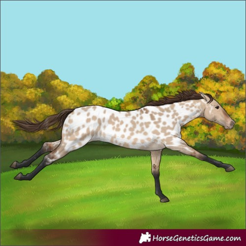 Horse Color:Bay Dun Appaloosa 