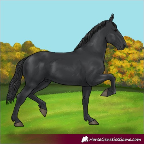 Horse Color:Black 