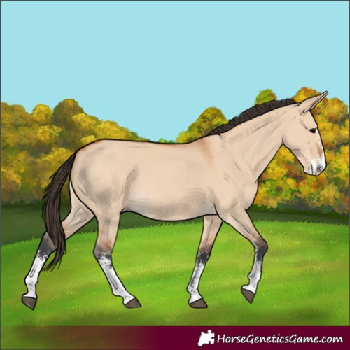 Horse Color:Bay Dun Sabino 