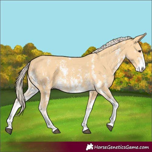 Horse Color:Palomino Sabino