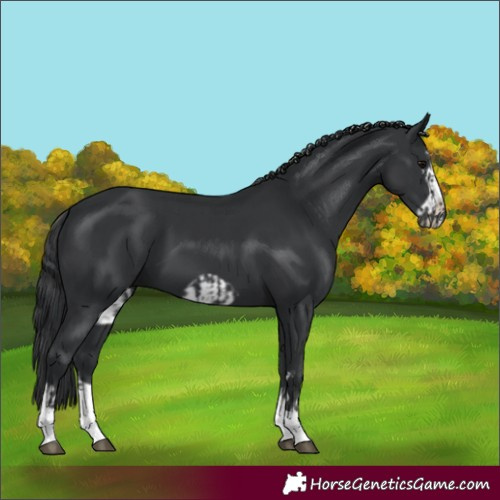 Horse Color:Black and Black Frame