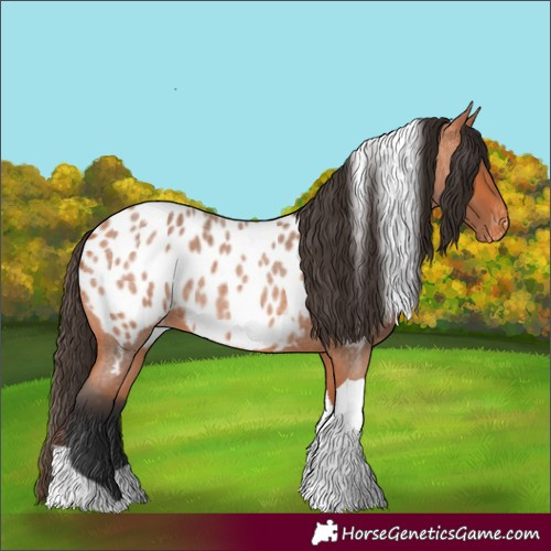 Horse Color:Bay Roan Tobiano Appaloosa