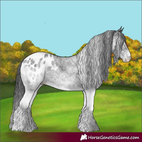 Horse Color:White Spotted Black Appaloosa 