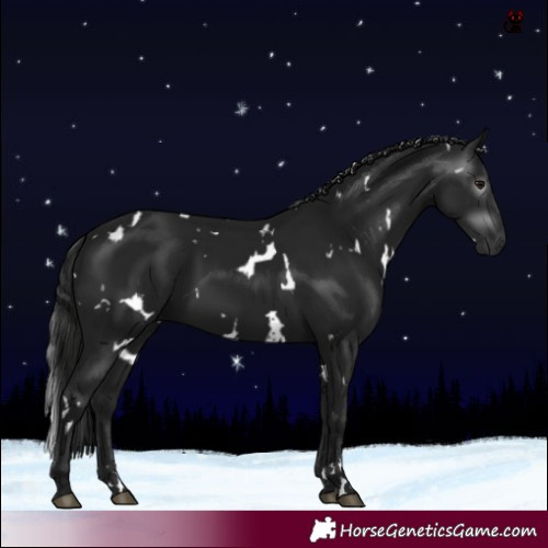Horse Color:Gray White Spotted Black