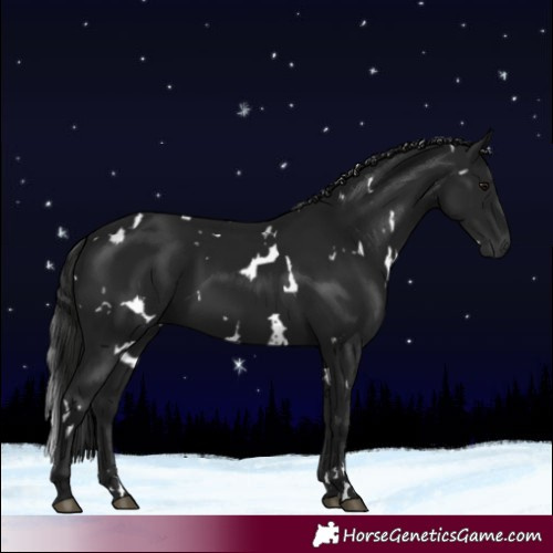 Horse Color:Gray White Spotted Black