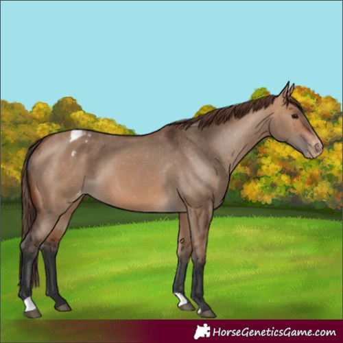 Horse Color:Bay Dun Appaloosa