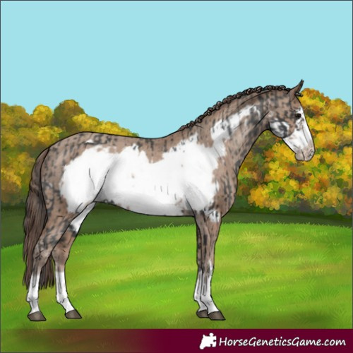 Horse Color:Black Frame Appaloosa and Classic Champagne Frame Appaloosa