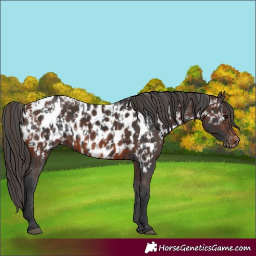 Horse Color:Black Appaloosa  and Brown Appaloosa 