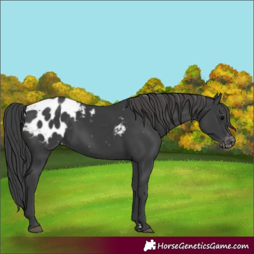 Horse Color:Black Blanket 