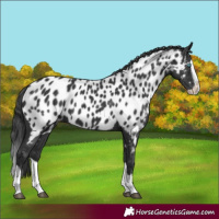 Horse Color:Black Splash Near Leopard