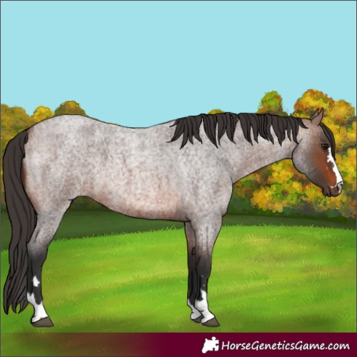 Horse Color:Brown Roan