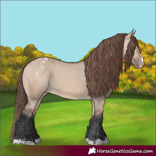 Horse Color:Bay Dun Appaloosa