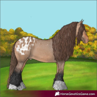 Horse Color:Bay Dun Appaloosa 