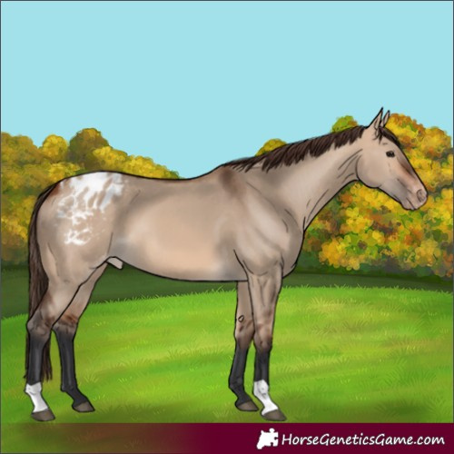 Horse Color:Bay Dun Appaloosa