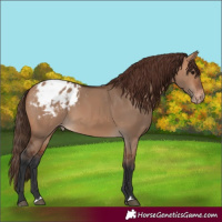 Horse Color:Bay Dun Appaloosa