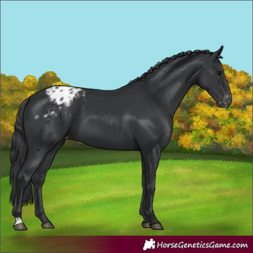 Horse Color:Unknown 