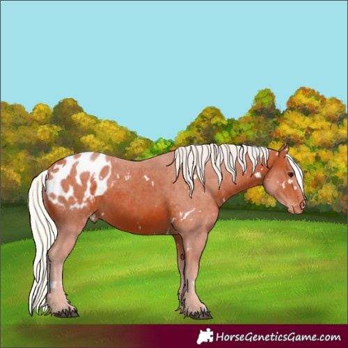 Horse Color:Unknown