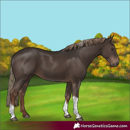 Horse Color:Liver Chestnut Tobiano 