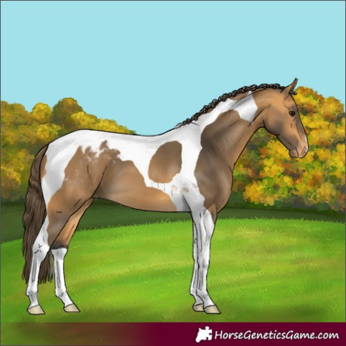 Horse Color:Buckskin Tobiano Appaloosa 