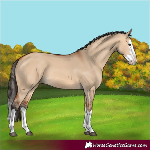 Horse Color:Unknown 