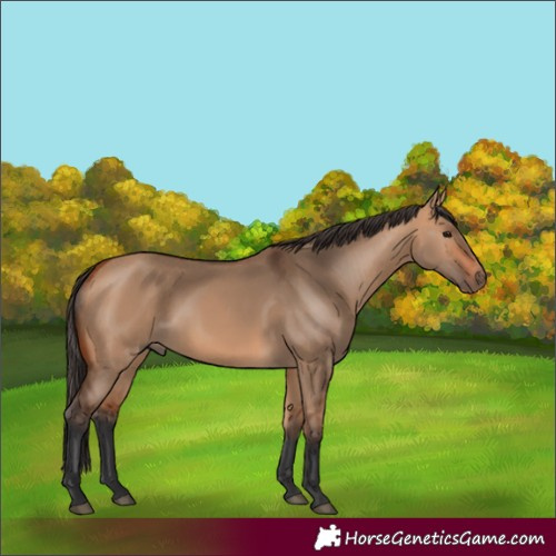 Horse Color:Bay Dun