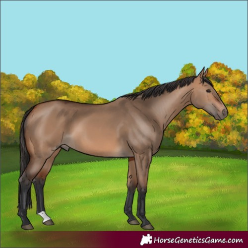 Horse Color:Bay Dun