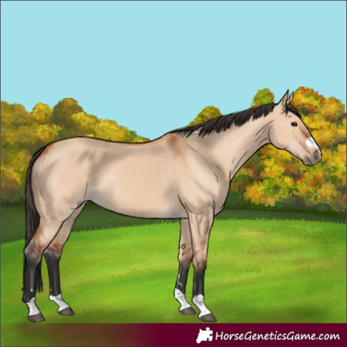 Horse Color:Bay Dun 